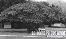 La sombra del amate