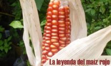 La leyenda del maíz rojo